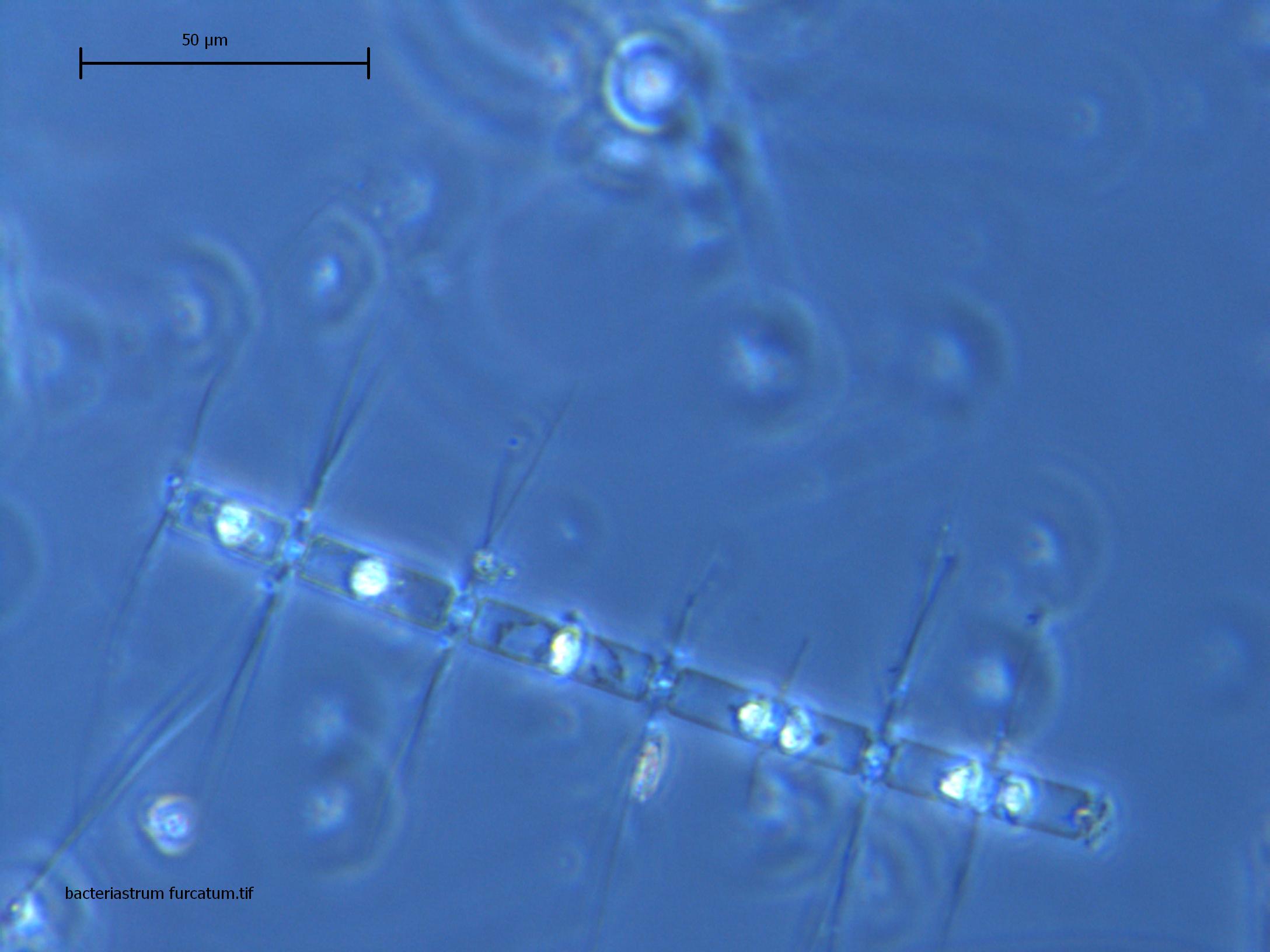 riconoscimento fitoplancton